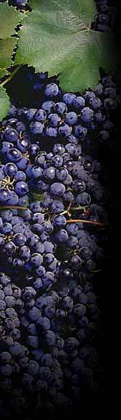 NW Grapes